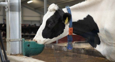 Jak vyrobit napáječku z krav?